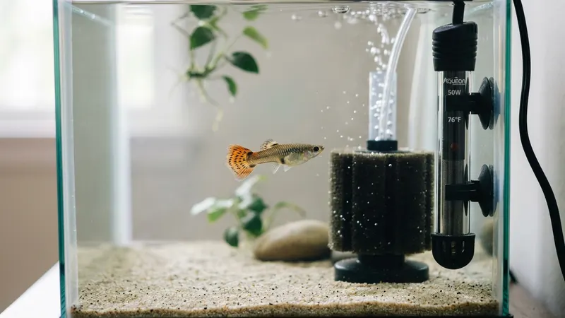 Bauchwassersucht beim Fisch: erkennen & behandeln